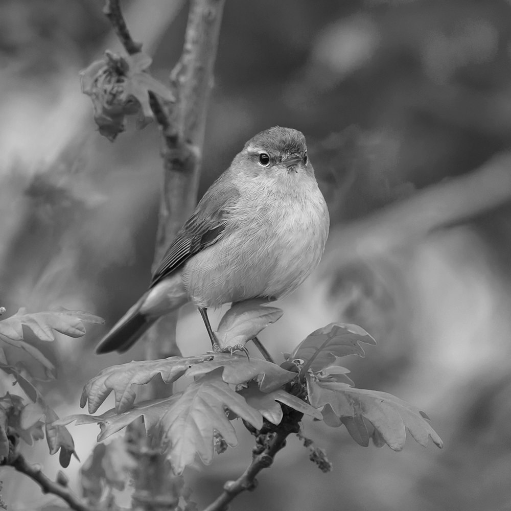 Small warbler, with a light breast and darker back, among oak leaves.