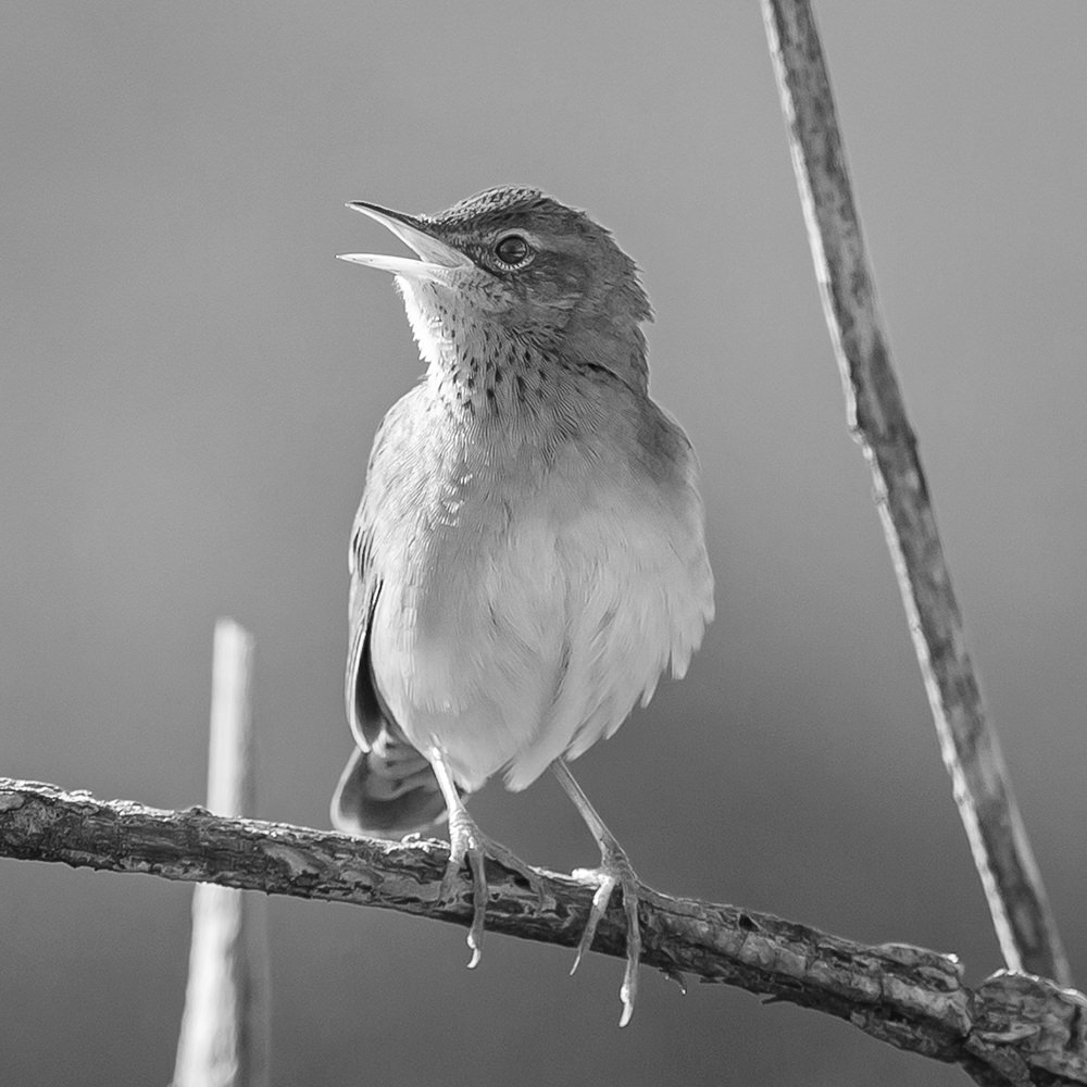 Small bird perched on a branch, lit from behind, with its mouth open as if singing.
