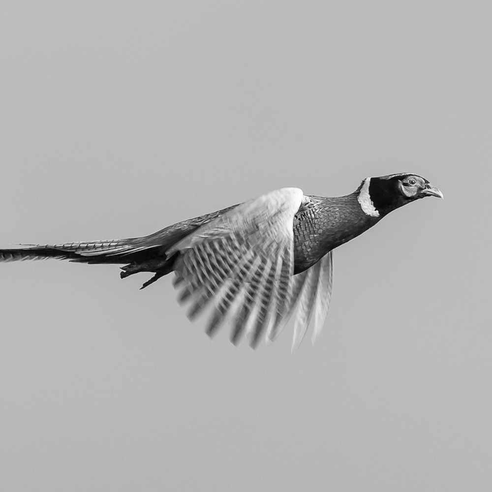 Male pheasant flying from left to right against a clear sky.