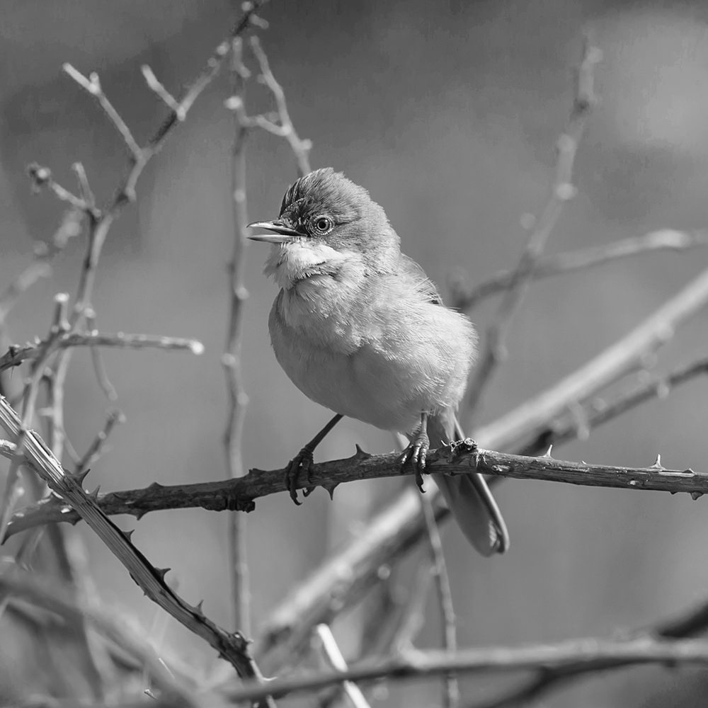 Small bird, with noticably white puffed-up throat feathers, perched on a bramble.