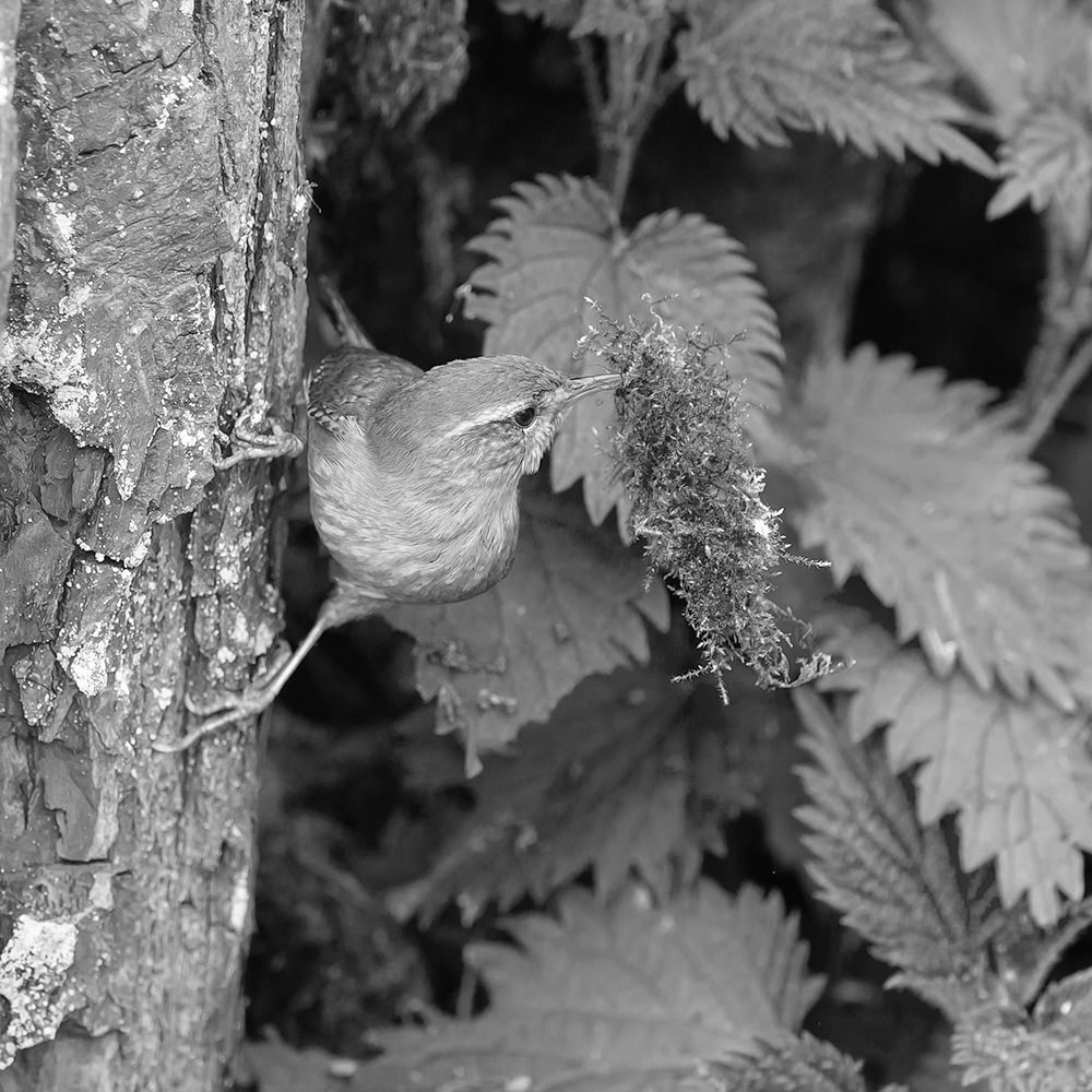 Wren clinging sideways to a tree trunk, holding moss in its beak.