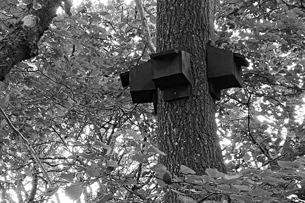 Three small dark-coloured wooden boxes fixed at the same height to different sides of a tree trunk.