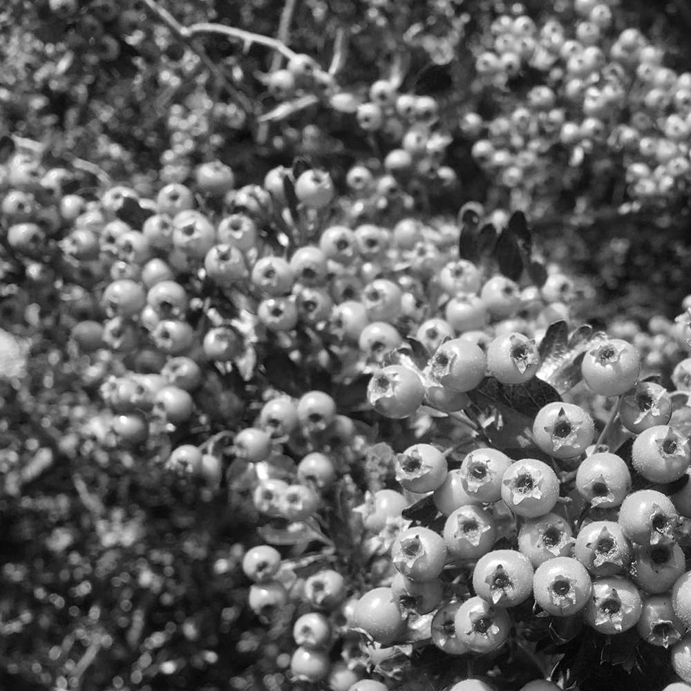 Hawthorn berries