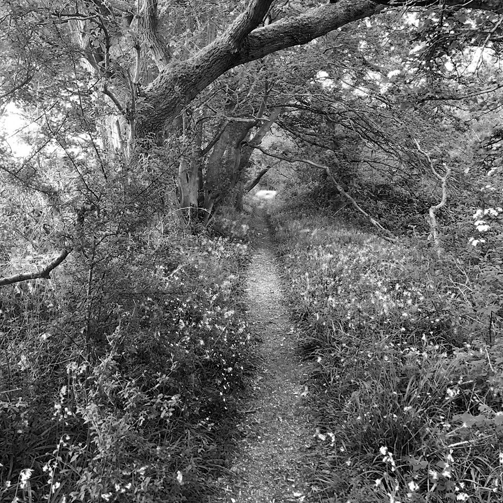 Narrow path through woodland with a carpet of bluebells either side.