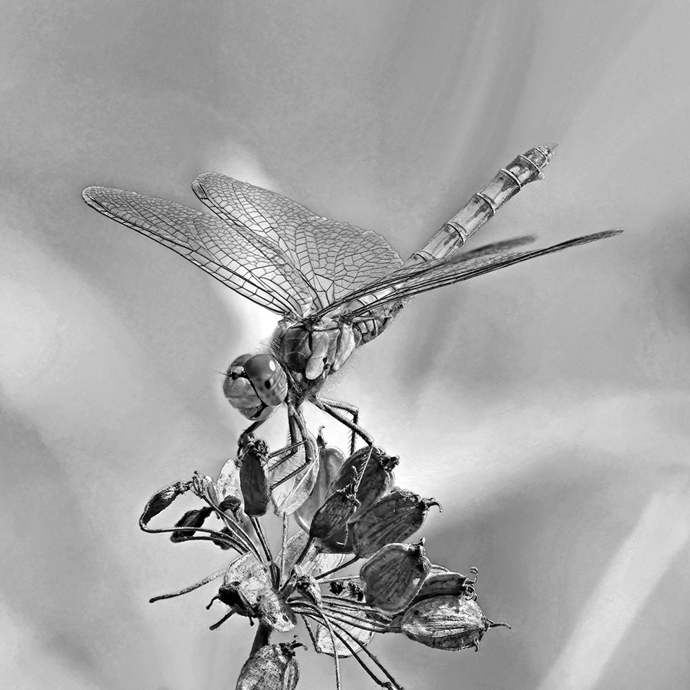 Dragonfly perched on the dried seed head of a plant.