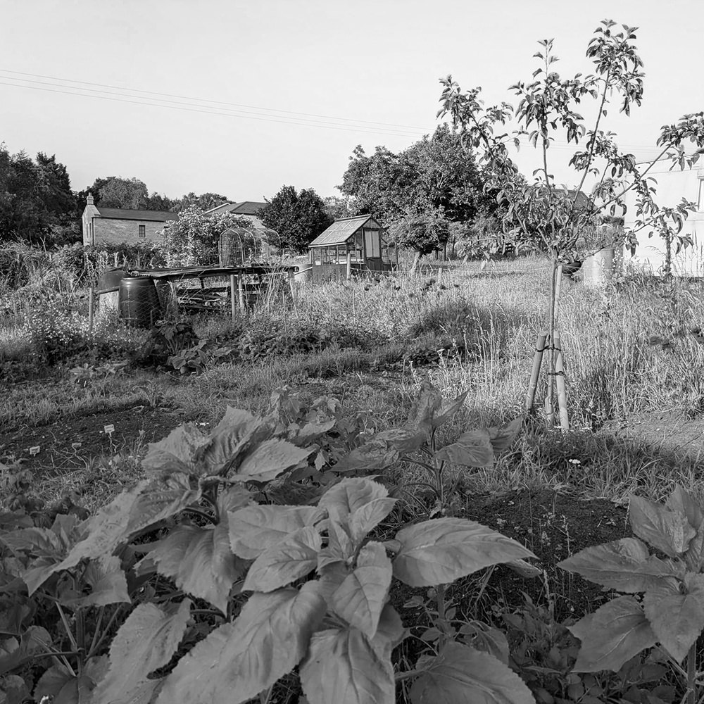 Allotments including a young tree, water butt and greenhouse.